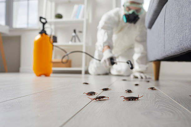 Post-Treatment Bed Bug Interceptor Monitoring in Hollandale
